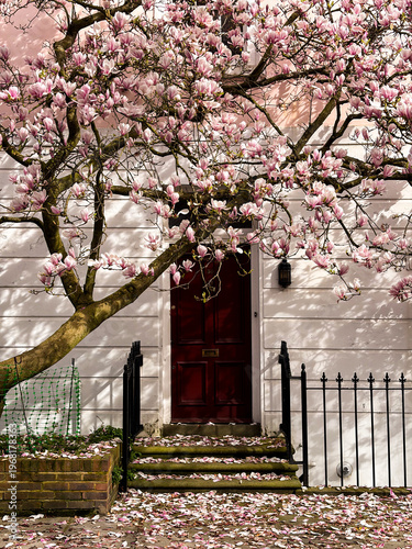 Photography Large magnolia tree with pink blossoms creates dramatic spring display at reside