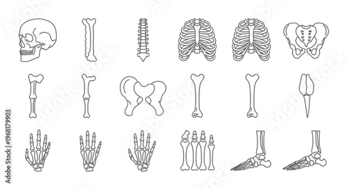 Set of Line Icons for Human Anatomy and Body Parts