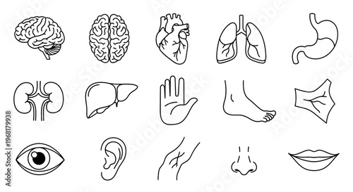 Set of Human Organ Icons: Brain, Kidneys, Liver, Eye, Ear