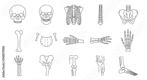 Line Art Human Anatomy Collection: Skulls, Bones, Hand, Pelvis