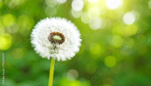 Close-up shot of a fluffy dandelion clock against a soft, blurred backdrop of vibrant green foliage bathed in sunlight