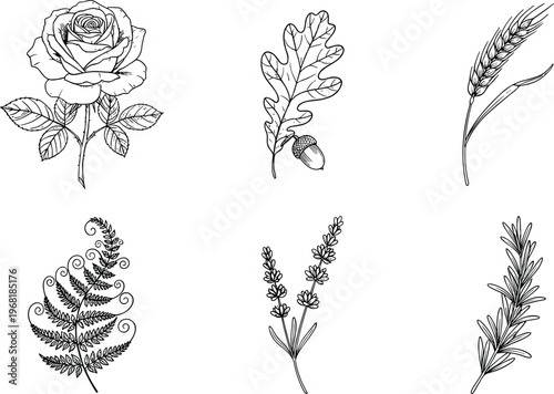 Detailed botanical engravings and floral line art vector set featuring realistic rose oak leaf wheat stalk and fern foliage.