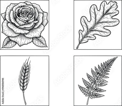 Detailed botanical engravings and floral line art vector set featuring realistic rose oak leaf wheat stalk and fern foliage.
