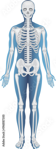 Human Skeleton Internal Anatomy of Torso and Pelvis