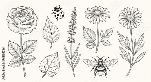 Hand drawn botanical and entomological elements featuring a blooming rose, cheerful daisies, lavender, a spotted ladybug, and a fuzzy bee, great for nature projects and educational content.