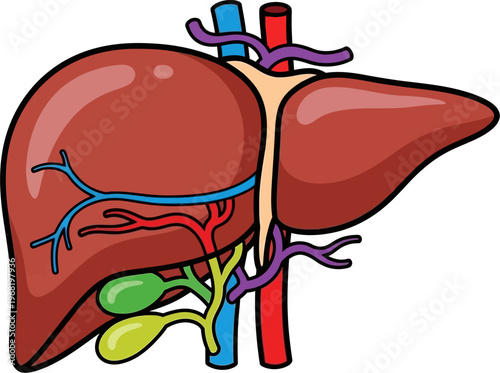 Cartoon illustration of human liver anatomy with blood vessels and gallbladder.