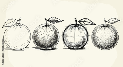 Variety of hand drawn citrus fruits, each showcasing a distinct black and white illustrative technique from simple outline to detailed shading, perfect for graphic design projects or food