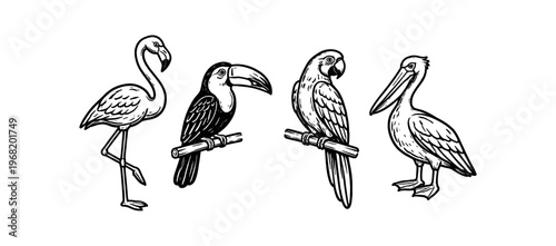 Tropical birds icon set. flamingo, toucan, parrot, pelican, exotic bird, wildlife, zoo, rainforest, wetland.  vector illustration.