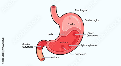 Detailed diagram of the human stomach anatomy showing various regions and structures like esophagus, fundus, body, antrum, duodenum, and curvatures.