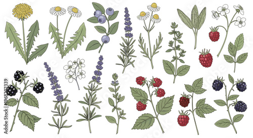 A diverse collection of fresh wildflowers, aromatic herbs, and edible berries perfect for natural product packaging, herbal remedies, culinary blogs, and organic gardening resources.