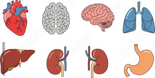 Collection of human internal organs including heart, brain, lungs, liver, kidneys, and stomach, illustrated in a clear and simple style.
