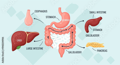 Detailed diagram illustrating the human digestive system and its major organs.