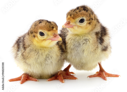 Two small turkey poults isolated on white background