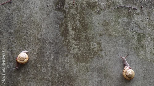 雨の日の庭の壁に動く可愛いカタツムリの様子
