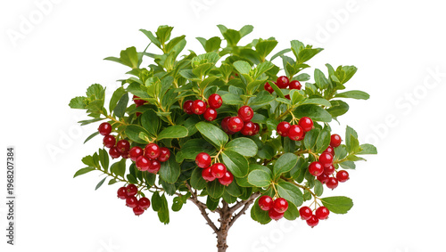 Fotografia Vibrant red rowan berries clustered amongst glossy dark green leaves, isolated o
