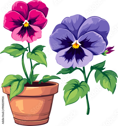 Colorful pansy flowers in pot with purple and pink blossoms vibrant garden viola tricolor plant illustration isolated on white background