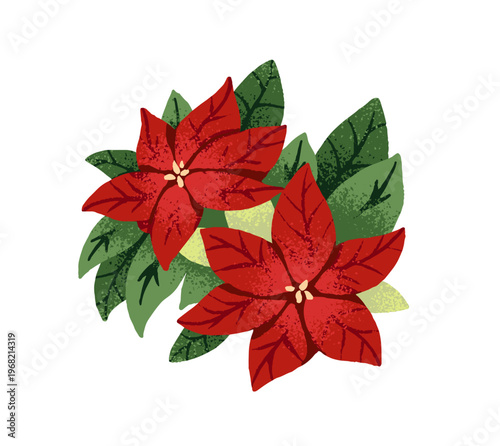 Red Christmas poinsettia. Festive Xmas flowers with green leaves for decoration. Traditional floral ornament for winter holidays. Flat isolated hand drawn vector illustration on white background