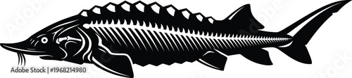 Stylized sturgeon fish silhouette vector illustration with long snout, barbels, bony scutes, and heterocercal tail, representing ancient aquatic species, caviar production, and freshwater ecosystem