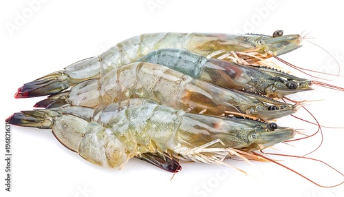 Close-up of raw, uncooked, whole crustaceans in a pile, featuring long antennae and visible legs. The white background emphasizes their textures
