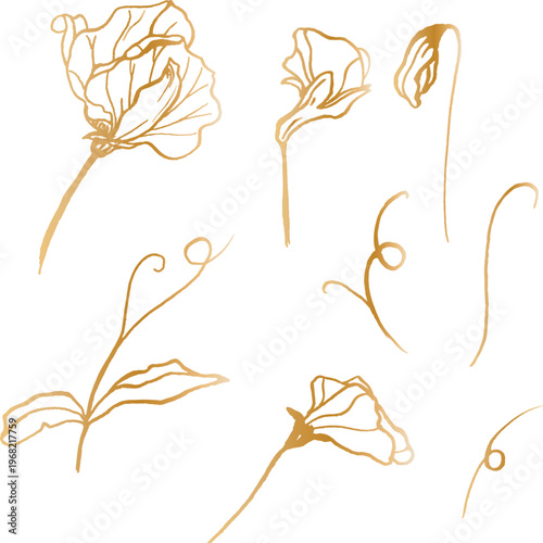 A vector set of golden flowers and sprigs of sweet peas. Outline vector without a white background for wedding and holiday design.