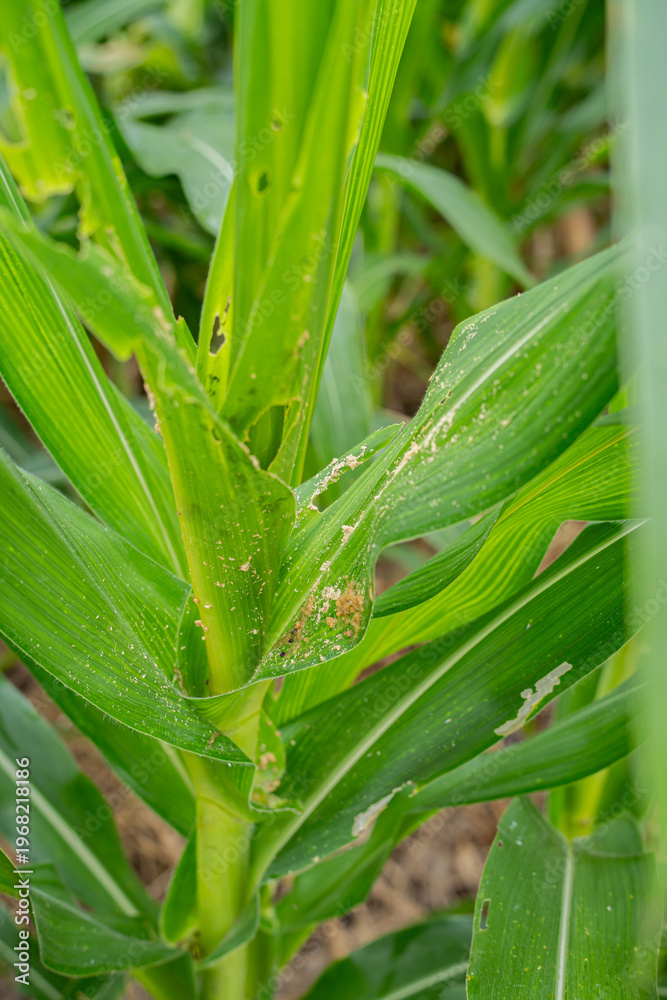 Fototapeta premium Corn leaf damage by fall armyworm Spodoptera frugiperda in agricultural field. Close-up of pests eating maize plants causing crop failure