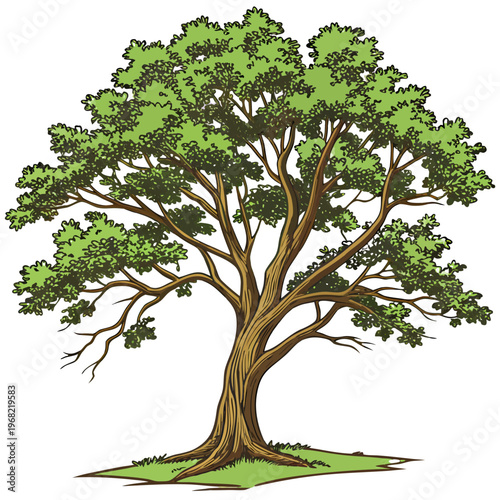 tree isolated on white background