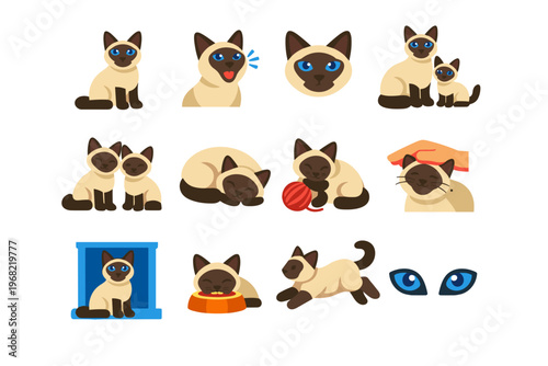 Collection of cute Siamese cats in various playful and resting poses