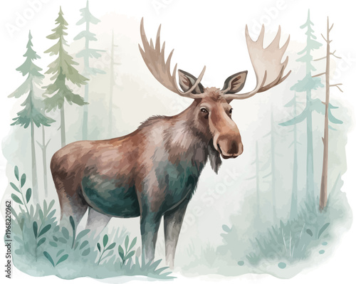 Watercolor Moose Painting, Forest Wildlife vector illustration isolated on white background