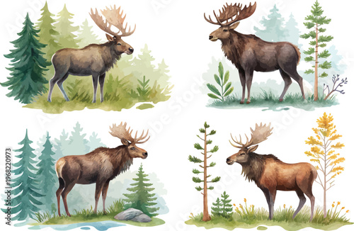 set of Watercolor Moose Painting, Forest Wildlife vector illustration isolated on white background
