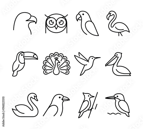 Collection of diverse bird species illustrated in a minimalist line art style
