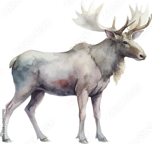 Watercolor Moose Painting, Forest Wildlife vector illustration isolated on white background