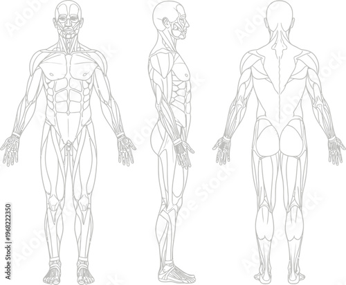 Detailed human anatomy muscular system vector graphic for science and study