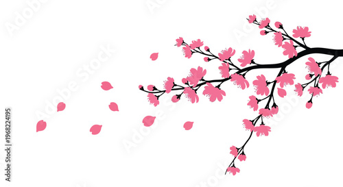 Delicate pink cherry blossoms falling from branches a striking silhouette