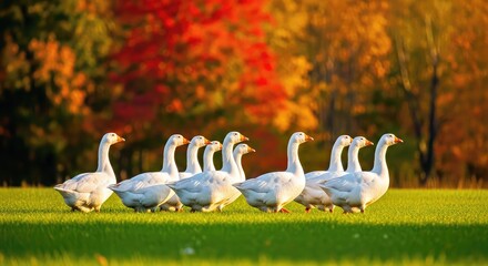Group of Geese in Autumn Meadow With Colorful Foliage Background