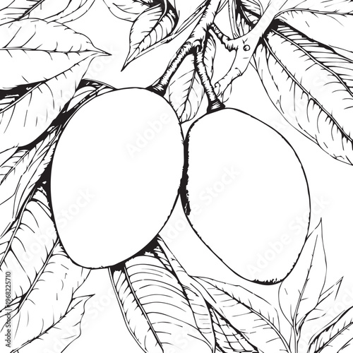 Black and white mango fruit branch vector illustration with leaves for agriculture farming food and botanical design