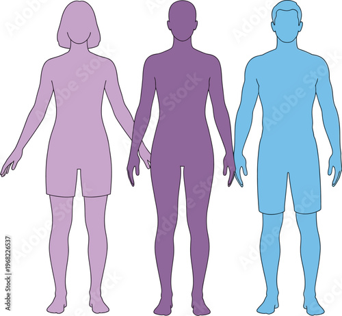 Vector illustration showing diverse human body types and gender representation