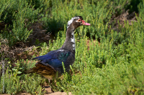 Warzenente (Cairina moschata) steht inmitten grüner Büsche - Barranco de los Molinos, Fuerteventura