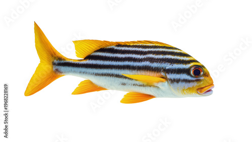 Striking yellowtail snapper fish with distinctive black stripes vibrant fins and a small mouth, isolated on transparent background for marine biology studies