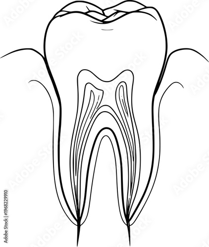 Anatomical of a human tooth cross section showing internal structure and roots a white background