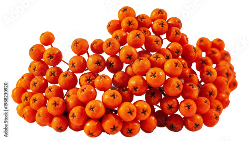 Fotografie Vibrant orange rowan berries clustered together in a dense bunch, isolated on tr