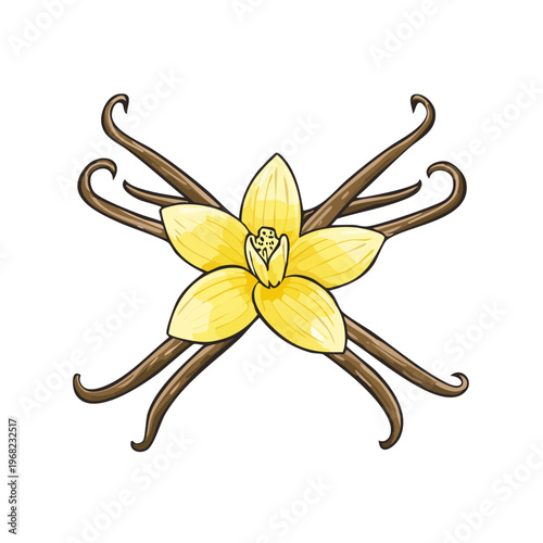 Vanilla flower and beans illustration isolated on white background food ingredient natural product