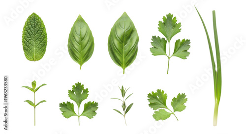 Set of fresh green herbs and leaves including mint, basil, cilantro, parsley, rosemary, and chives isolated on transparent background
