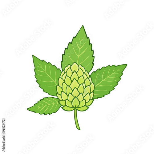 Green Hop Cone and Leaves Illustration for Brewing and Herbalism
