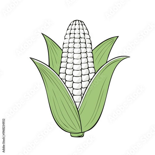 Fresh White Corn Cob with Green Husks Illustration Isolated