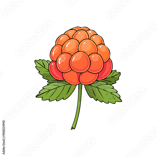Illustration of a single ripe cloudberry with green leaves and stem