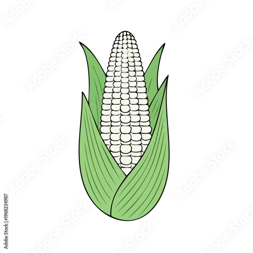 Freshly Picked White Corn on the Cob with Green Husks Isolated