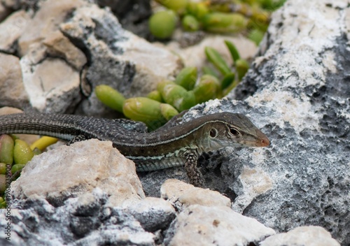 Antiguan Ground Lizard (Ameiva griswoldi), endemic on Antigua island, Caribbean.