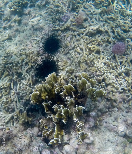 Sea Urchin (Echinoidea) in the Atlantic ocean, off Antigua island, Caribbean.