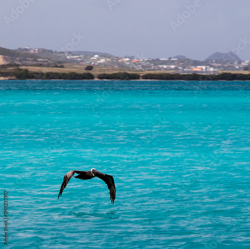 Brown Pelican (Pelecanus occidentalis) flying over the Atlantic Ocean at Antigua Island in the Caribbean.
