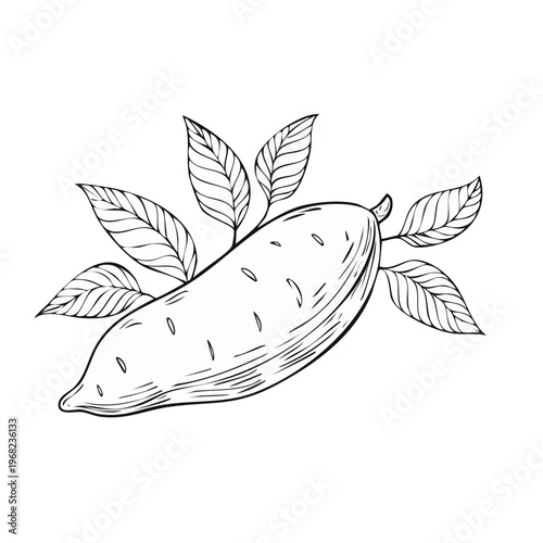 Hand-drawn illustration of a single sweet potato with green leaves in a sketch style